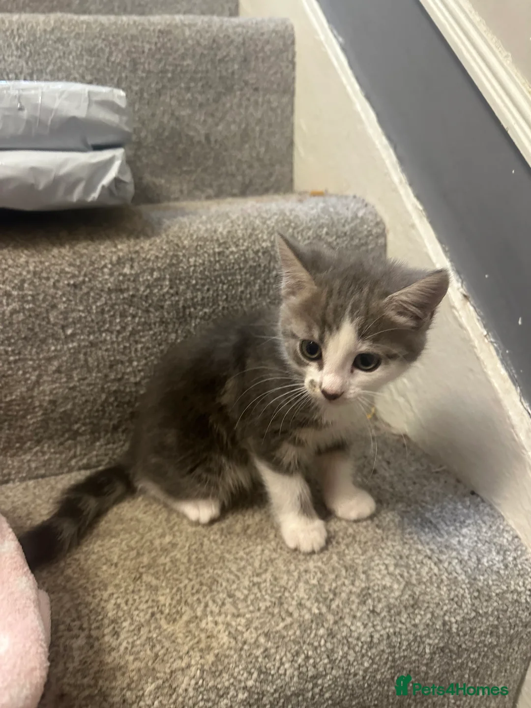 Mixed Breed cats for sale: 8 week old beautiful kittens - Advert 2