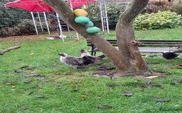 Chickens poultry for sale: Showgirl cockerel and his beautiful mate - Advert 2