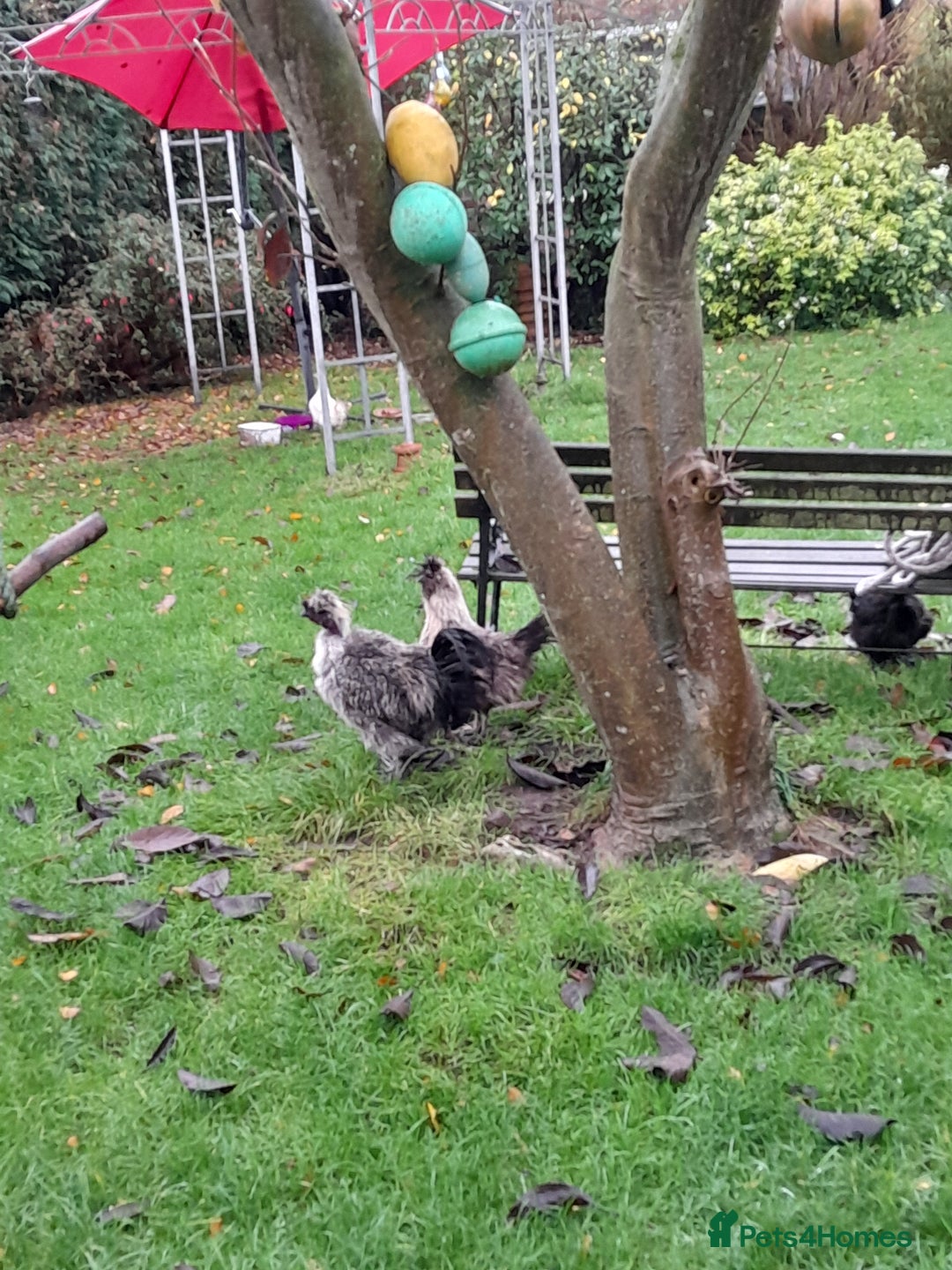 Chickens poultry for sale: Showgirl cockerel and his beautiful mate - Advert 2