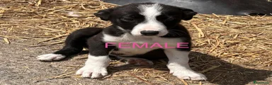 SOLD Border Collie 3