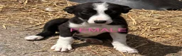 Border Collie dogs for sale: Border Collies  - Advert 3