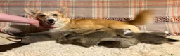 Welsh Corgi Pembroke dogs for sale: 5 Welsh Pembrokeshire Corgis Puppies For sale in Llandysul - Advert 7