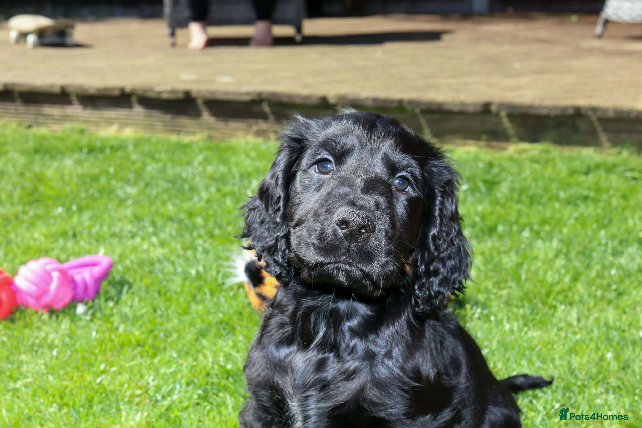 Cocker Spaniel dogs Gorgeous show cocker spaniels Kc Reg  ready to go  - Advert 2