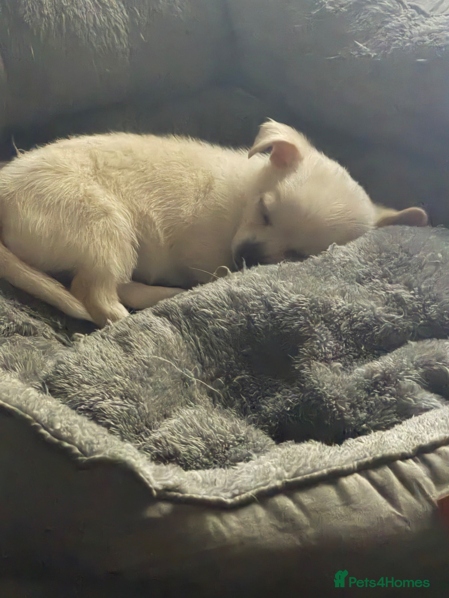 Chihuahua dogs 1 cuddly loving chi female.dog bed included  - Advert 5