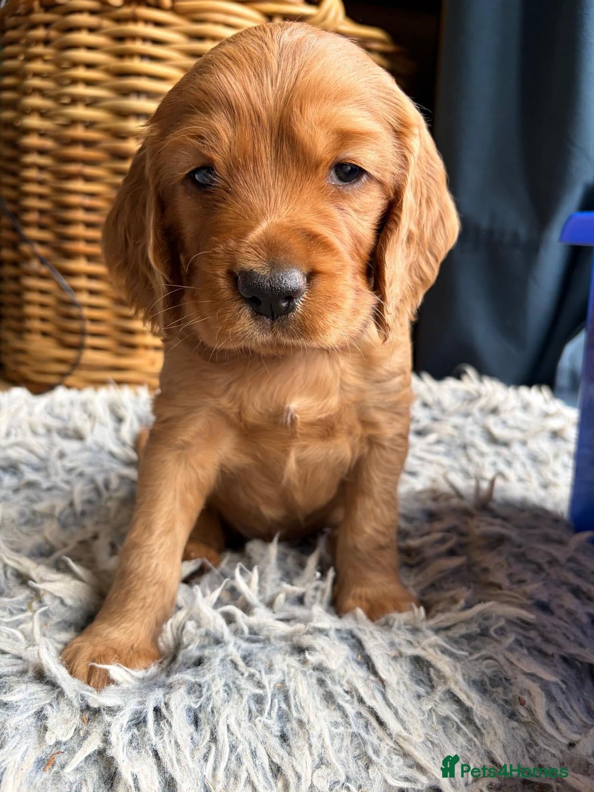 Cocker Spaniel dogs Adorable healthy Cocker Spaniel puppies - Advert 13