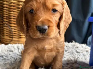 Cocker Spaniel dogs Adorable healthy Cocker Spaniel puppies - Advert 13