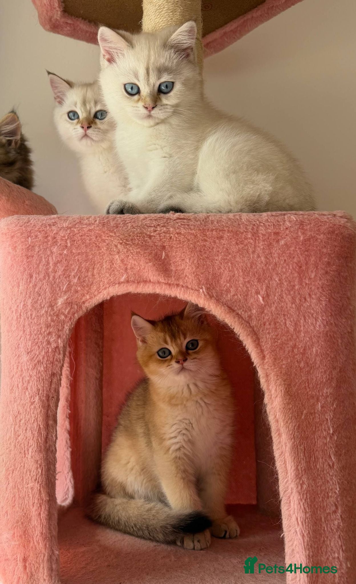 British Longhair cats 5 kittens ready for new family negotiate available - Advert 1