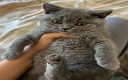 British Shorthair cats for sale: Gorgeous Brittsh Kittens Fully Vaccinated  - Image 23