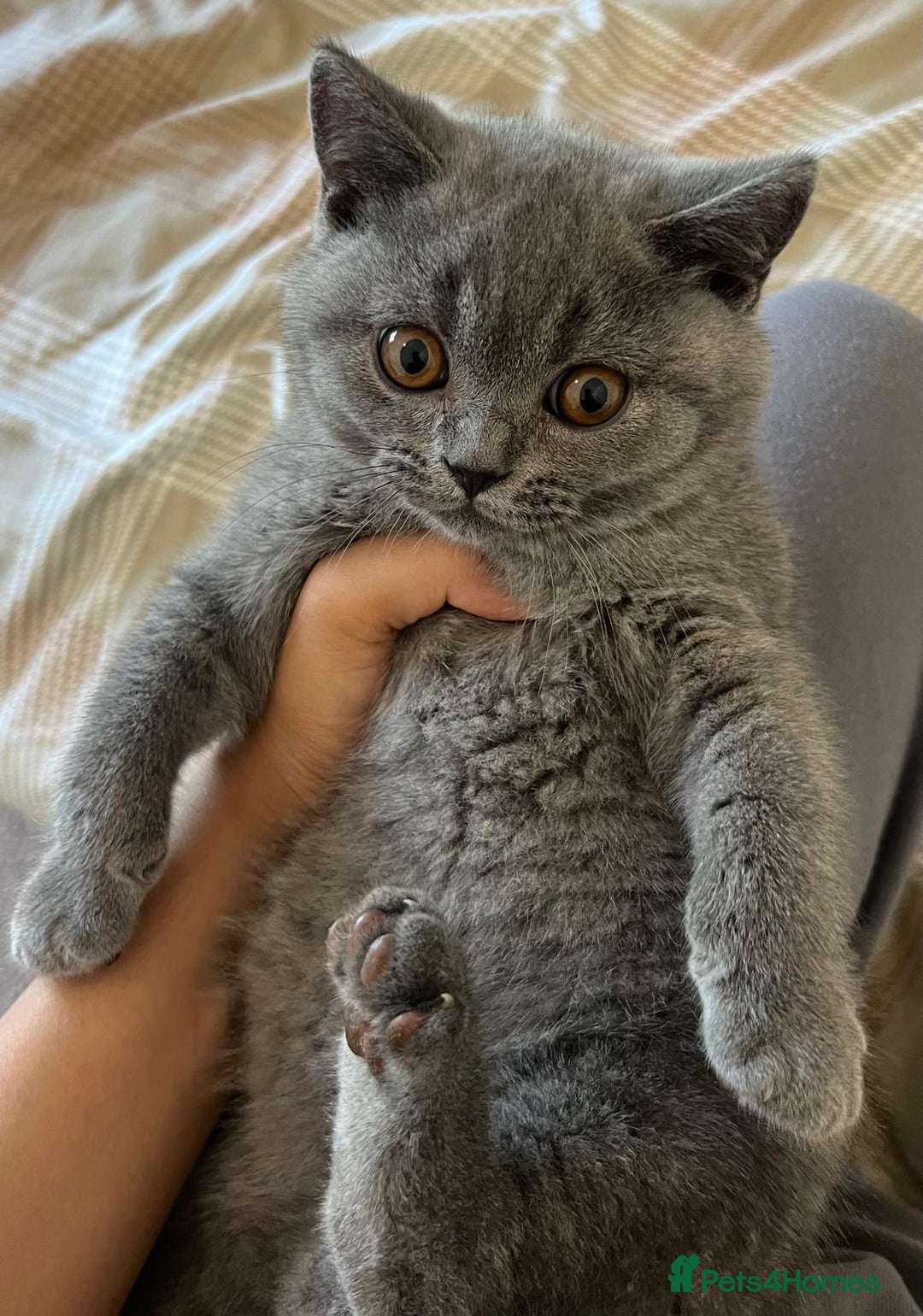 British Shorthair cats for sale: Gorgeous Brittsh Kittens Fully Vaccinated  - Image 23
