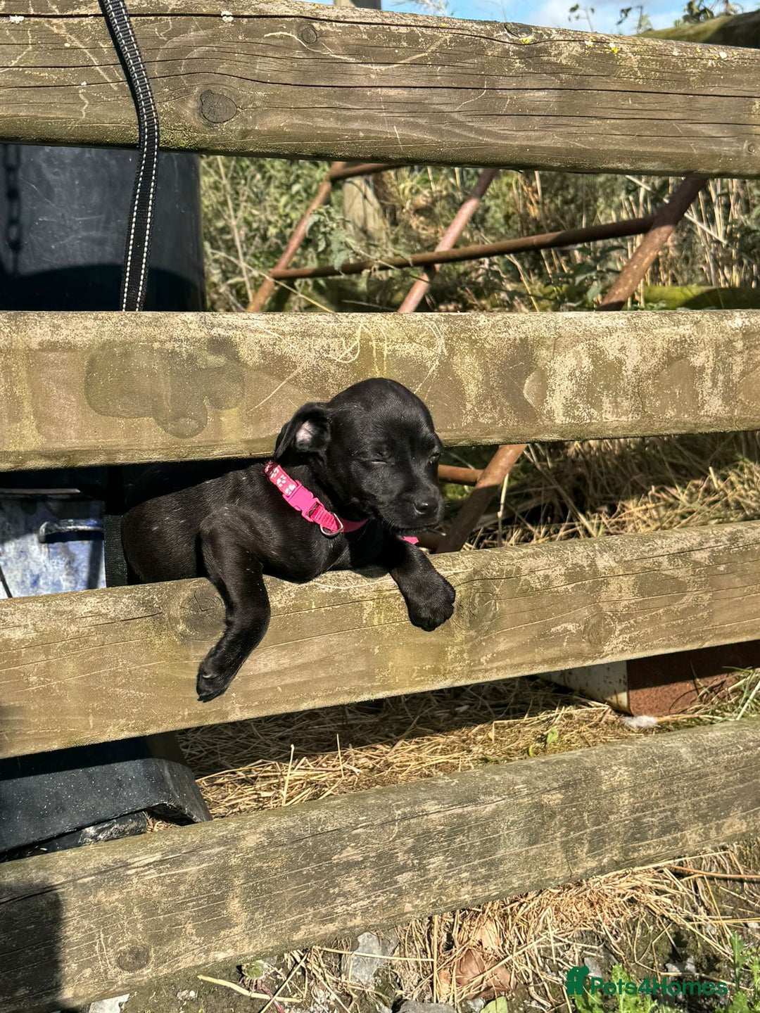 Patterdale Terrier dogs for sale: Pretty Patterdale Puppies  - Image 7