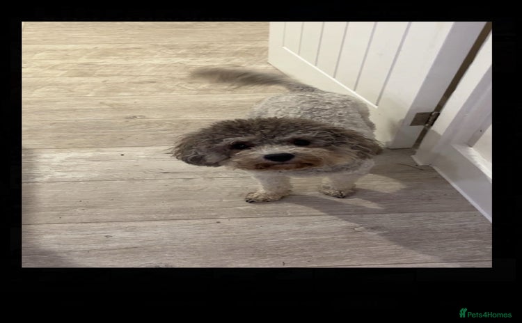 Toy Poodle dogs - Advert 1