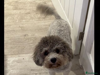 Toy Poodle dogs - Advert 1