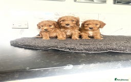 Cavapoo dogs for sale: 🐶 F1 top quality cavapoo puppies (toy poodle) 🐶  - Image 3