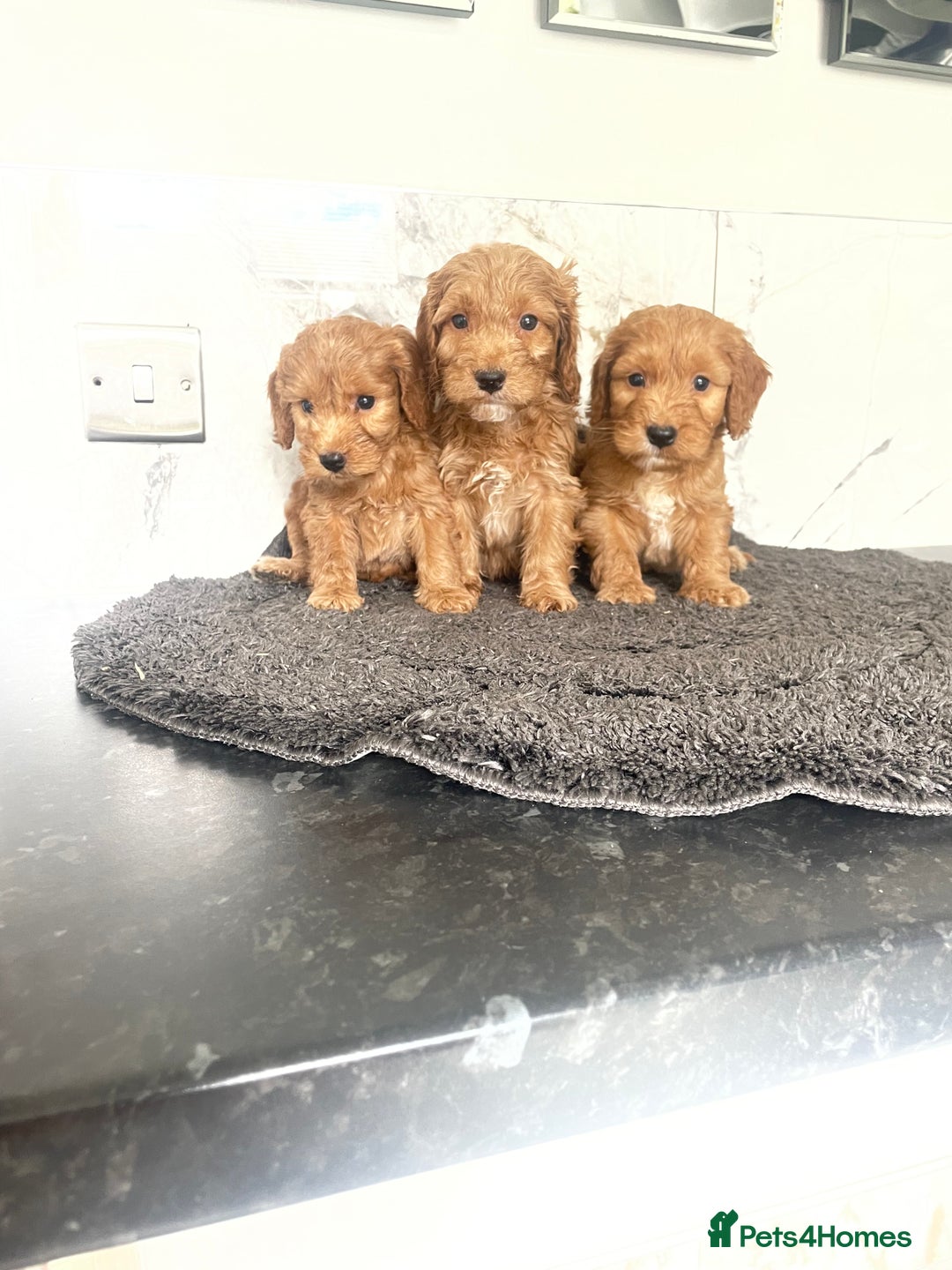 Cavapoo dogs for sale: 🐶 F1 top quality cavapoo puppies (toy poodle) 🐶  - Image 3