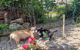 Mixed Breed dogs for adoption: Meet LUNA, a Lovely Puppy Girl - for a Loving Home - Image 6