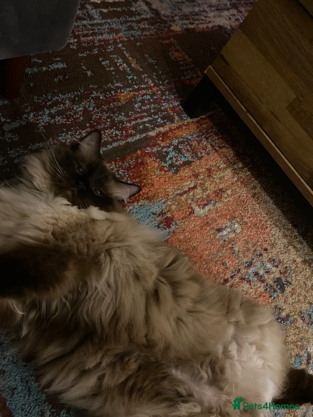 Ragdoll cats for sale: Fluffy sweet cuddly Bear  - Advert 9