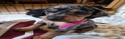 Jackshund dogs for sale: Dapple and black and tan Jackshund puppies - Advert 8
