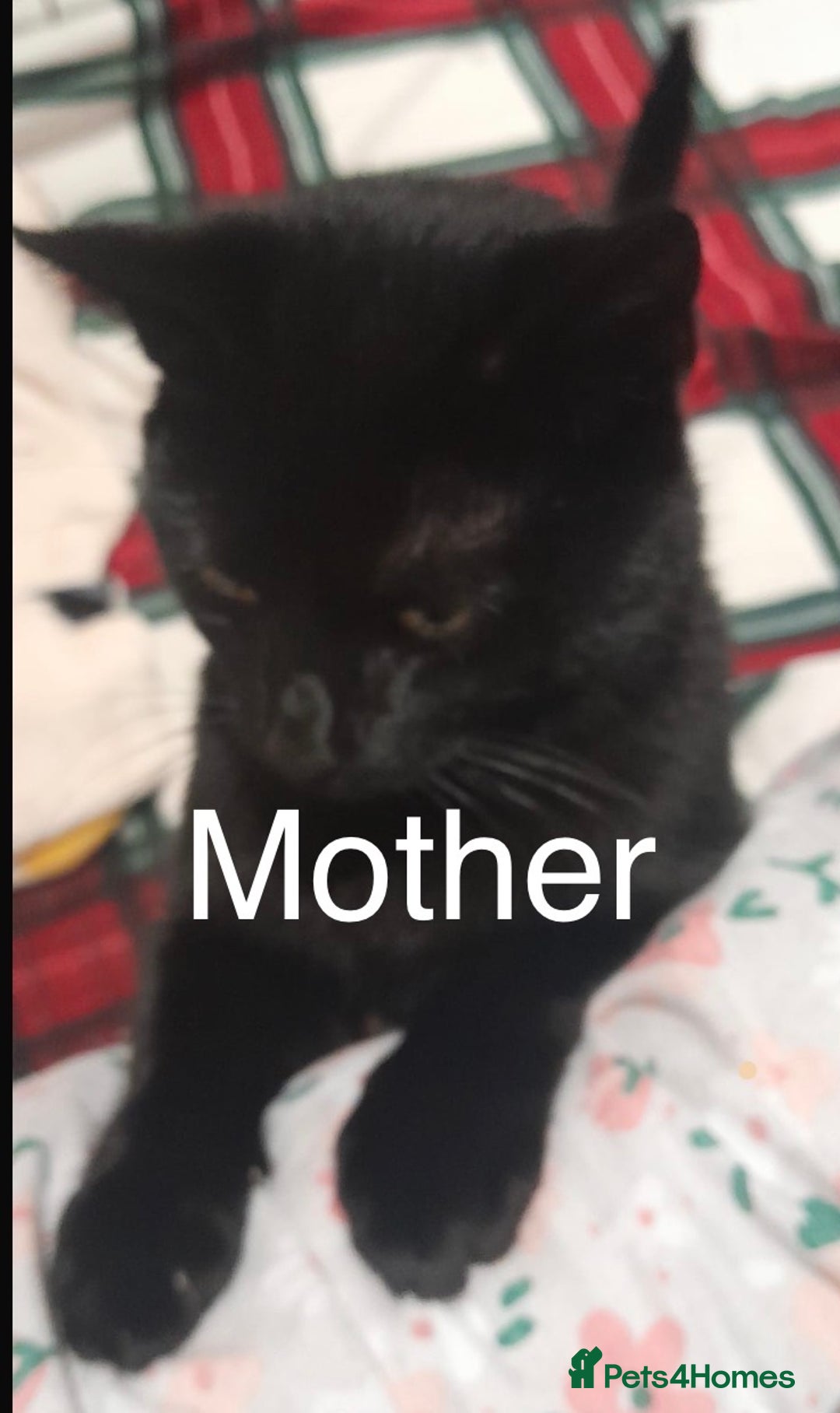 Mixed Breed cats for sale: 4 adorable kittens for sale  - Advert 5