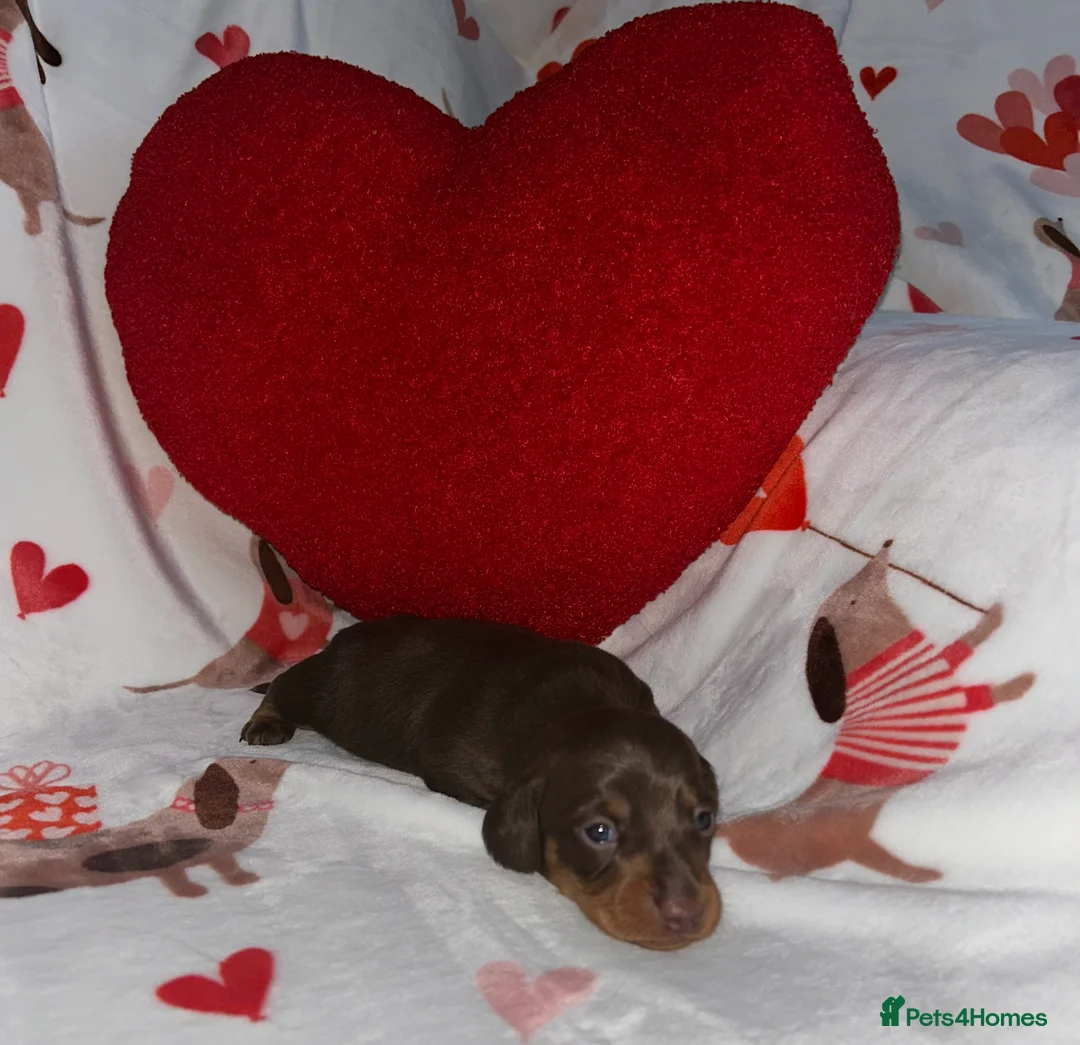 Miniature Dachshund dogs for sale: KC Reg Miniature Smooth Dachshund  - Advert 7