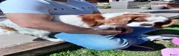 Cavalier King Charles Spaniel dogs for sale: Pedigree cavalier bitch  - Advert 1