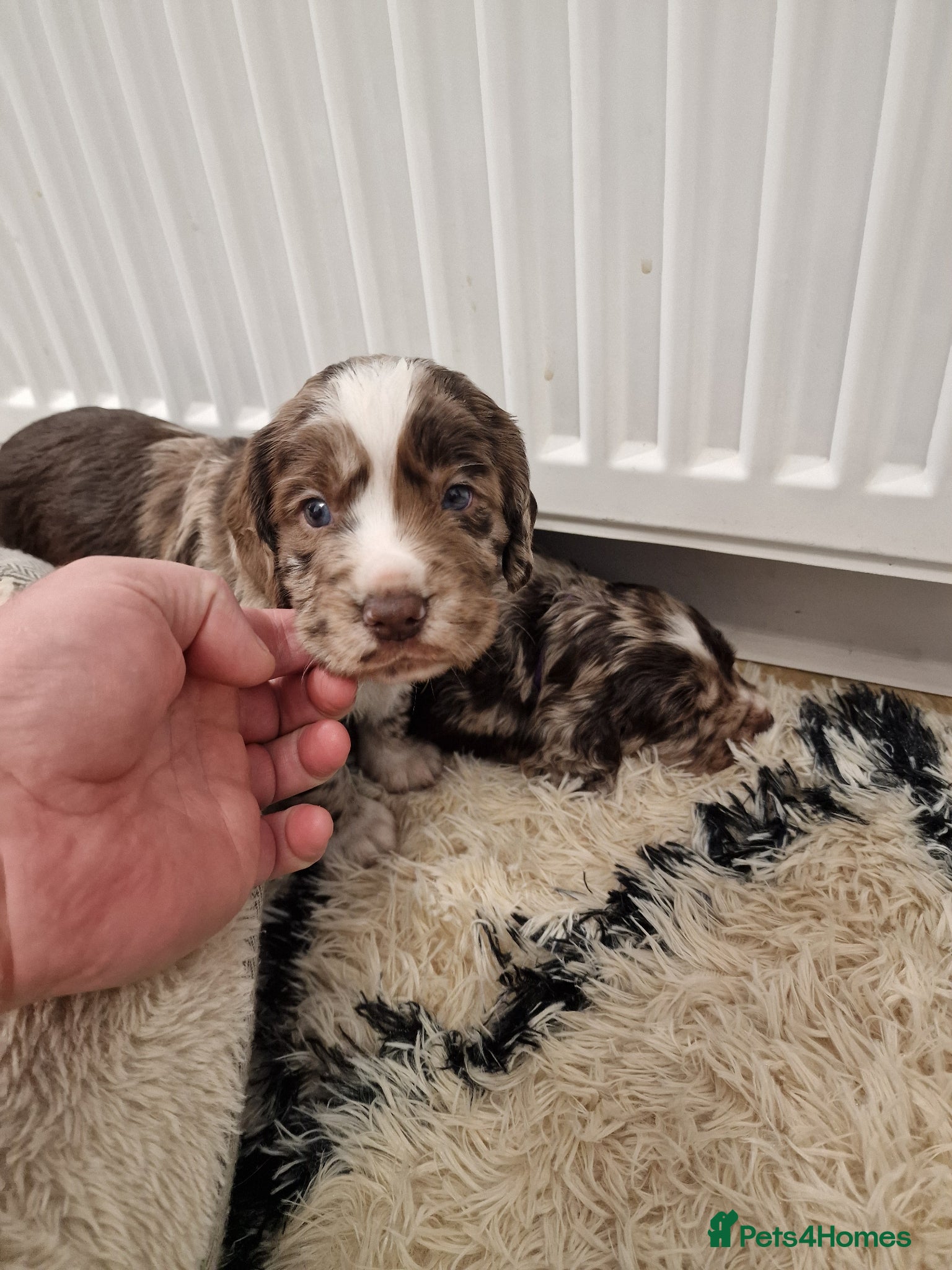 Cocker Spaniel dogs Stunning working cocker spaniels  - Advert 1