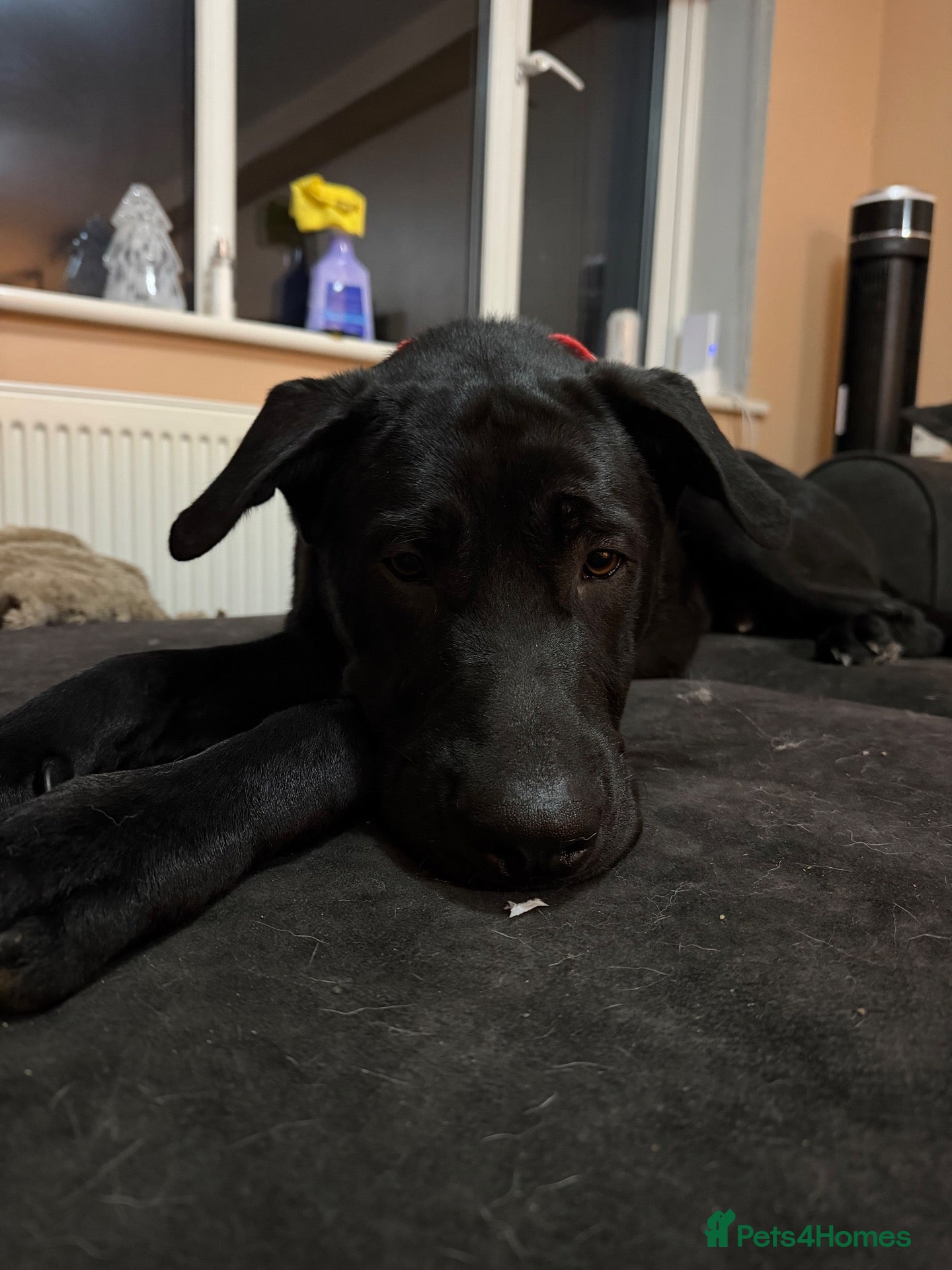 Mixed Breed dogs 9 Month Old, Rescue  - Advert 1