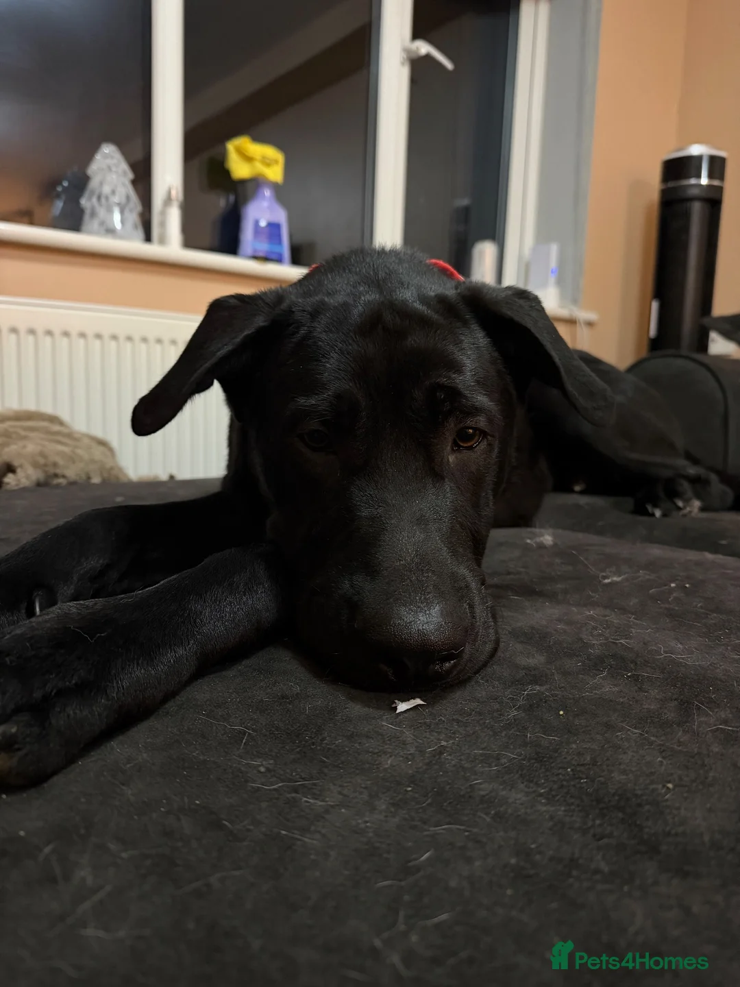 Mixed Breed dogs for sale: 9 Month Old, Rescue  in Peterborough - Advert 1