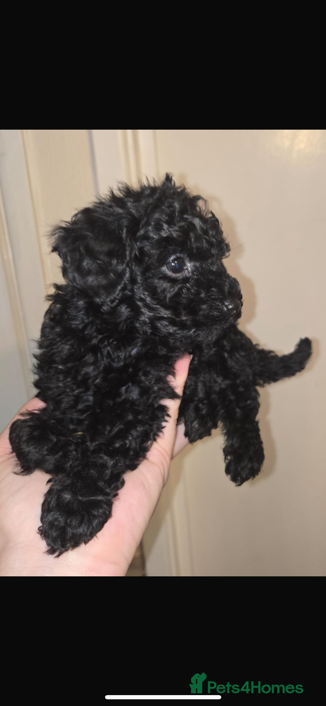 Toy Poodle dogs for sale: Stunning black toy poodle girl  - Advert 5