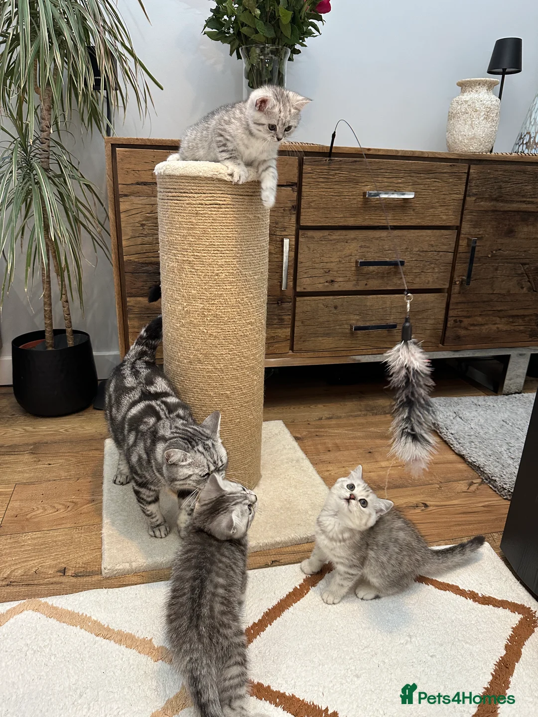 British Shorthair cats for sale:  Pedigree BSH Silver Spotted Tabby Kittens – TICA  in Northolt - Advert 10