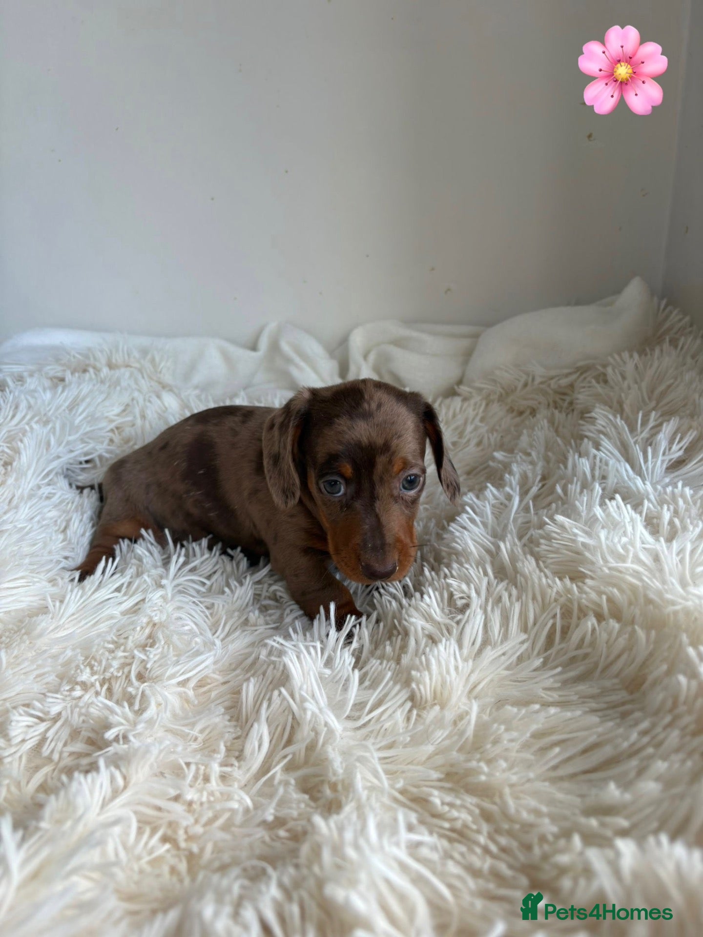 Miniature Dachshund dogs Stunning litter of miniature dachshund pups  - Advert 1