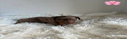 Miniature Dachshund dogs for sale: Stunning litter of miniature dachshund pups  - Advert 4