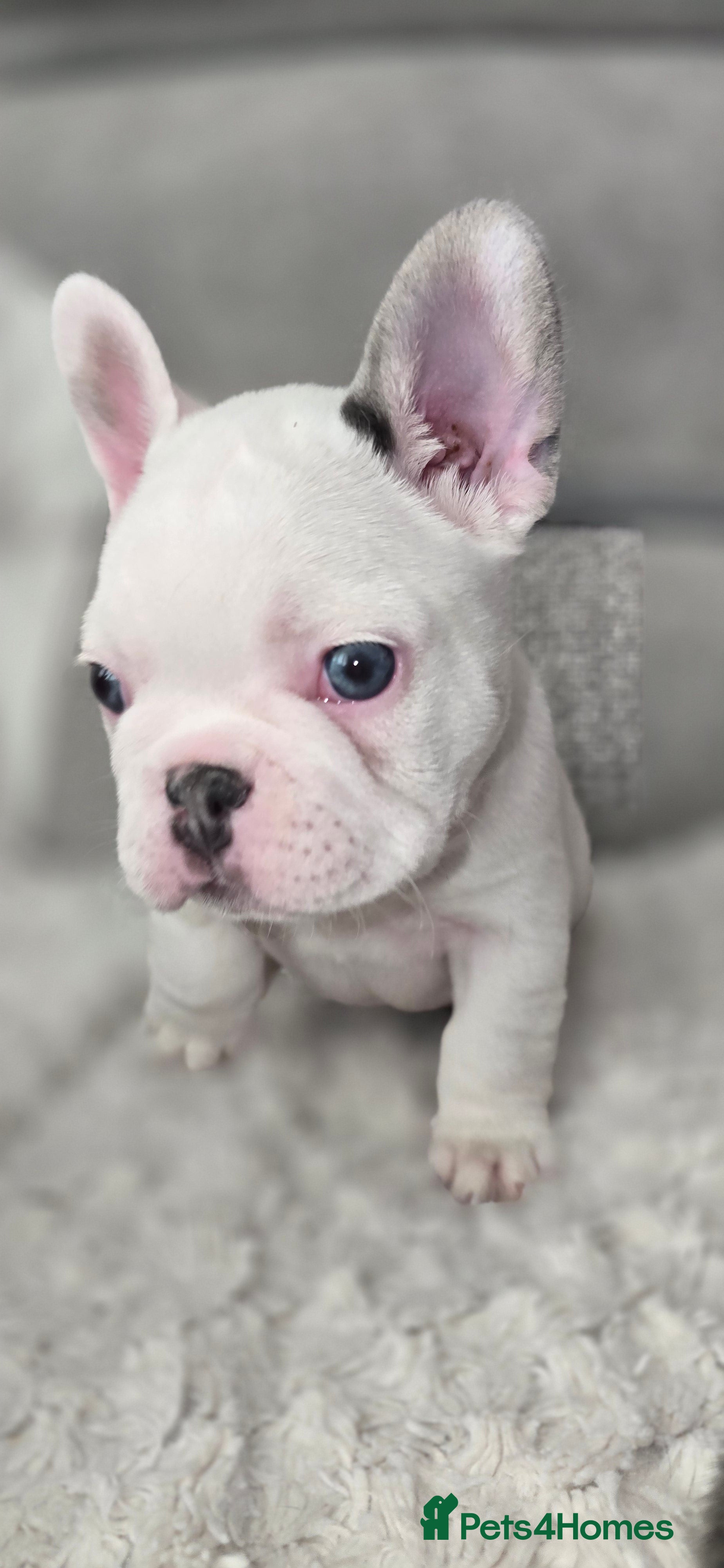 French Bulldog dogs Ready now French bulldogs ❤️ - Advert 5
