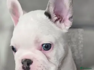 French Bulldog dogs Ready now French bulldogs ❤️ - Advert 5