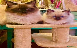 Ragdoll cats for sale: Gorgeous Ragdoll boy - Image 10
