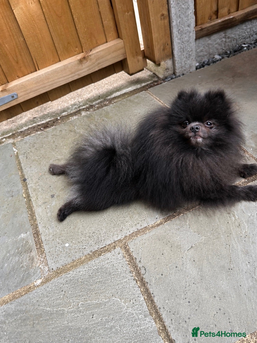 Pomeranian dogs Outstanding rare blue teddy 🧸💎 - Advert 20