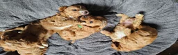 Cavapoo dogs for sale: Beautiful Litter of F1 Red Cavapoos Health Tested - Advert 13