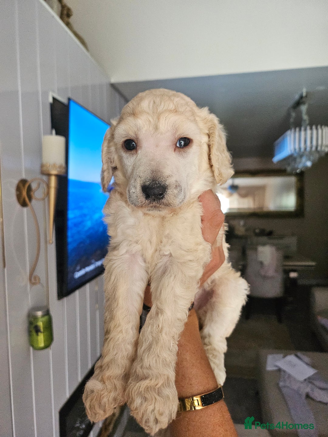 Standard Poodle dogs for sale: Stunning 5* Standard chunky poodle puppies 🐶  - Image 3