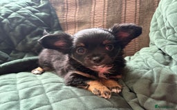 Chihuahua dogs for sale: Tiny Stunning Fluffy Chihuahua Puppy - Image 6