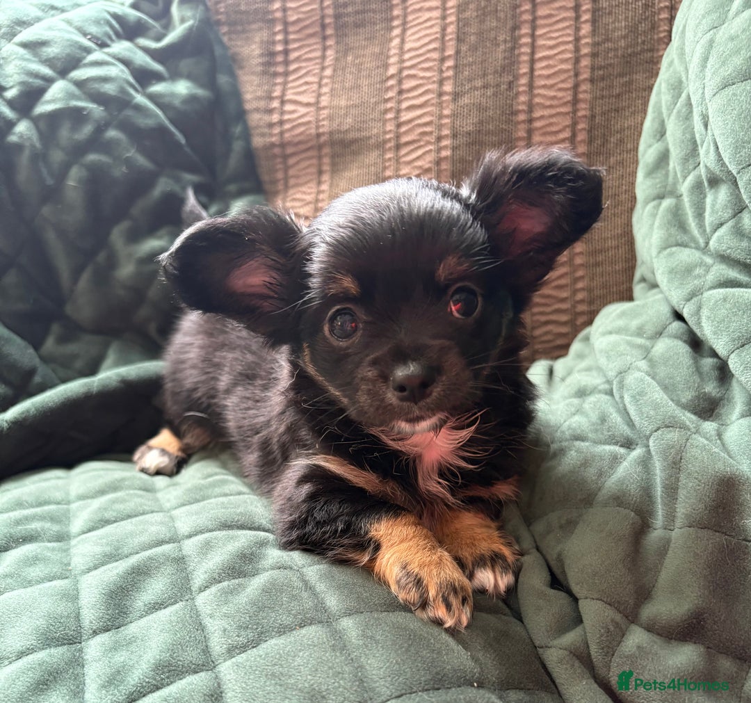 Chihuahua dogs for sale: Tiny Stunning Fluffy Chihuahua Puppy - Image 6