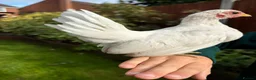 Chickens poultry for sale: Steam chickens for sale  - Advert 5