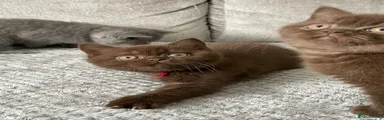 British Shorthair Kitten 2