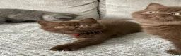 British Shorthair cats for sale: 🔥💗 GCCF CHOCOLATE AND FAWN FEMALE KITTENS  - Advert 14