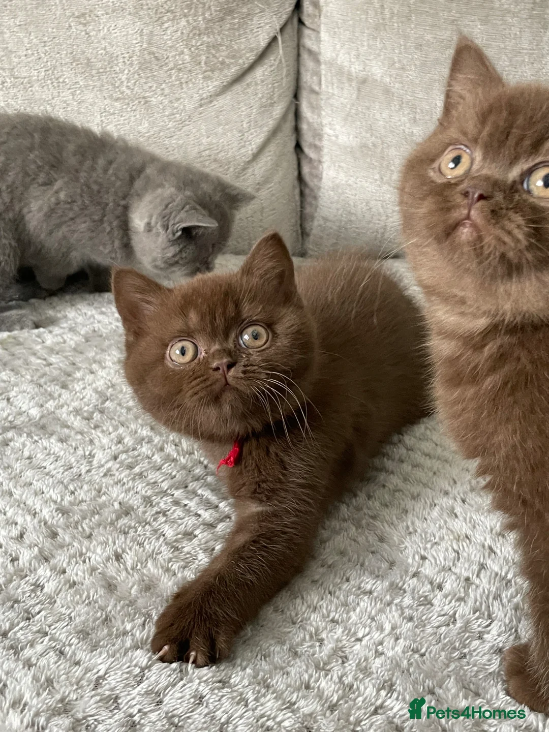 British Shorthair cats for sale: 🔥💗 GCCF CHOCOLATE AND FAWN FEMALE KITTENS  - Advert 14