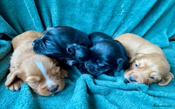 Cocker Spaniel dogs for sale: Working Cocker Spaniel Puppies   - Image 1