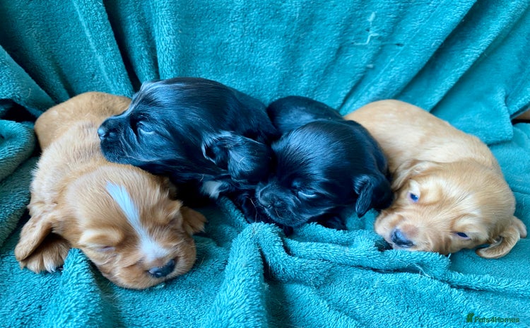 Cocker Spaniel dogs - Advert 1