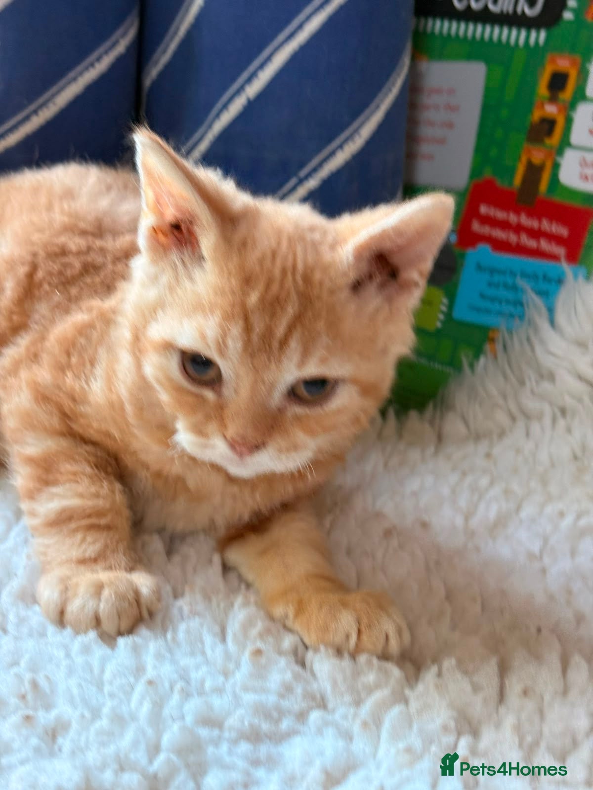 Selkirk Rex cats Selkirk Rex (shorthaired) girls and boy - Advert 5