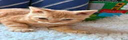 Selkirk Rex cats for sale: Selkirk Rex (shorthaired) girls and boy - Advert 1