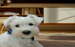 Miniature Schnauzer dogs for sale: *REDUCED*Gorgeous mini schnauzers  - Image 5