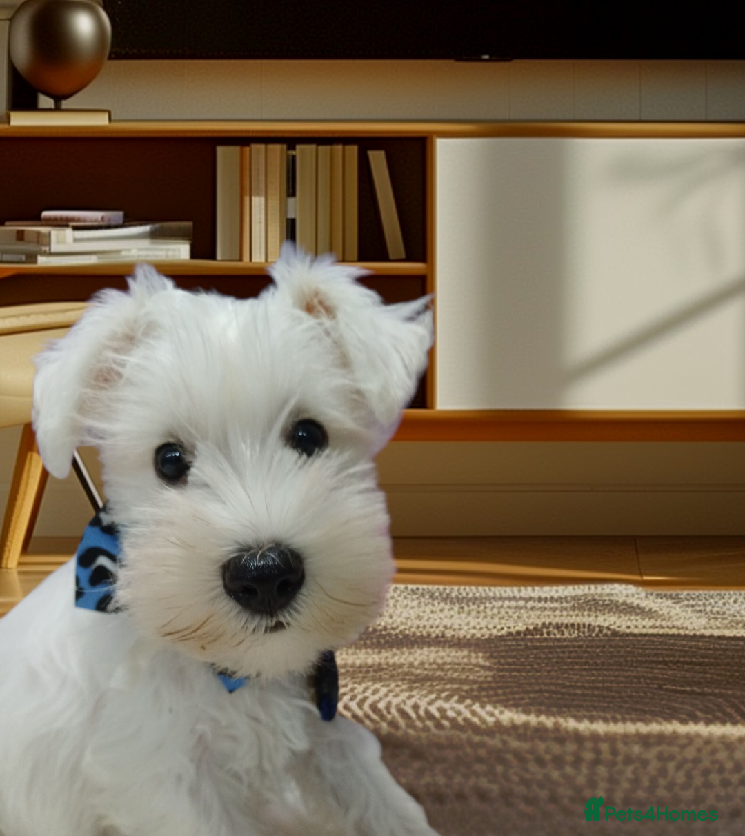 Miniature Schnauzer dogs for sale: *REDUCED*Gorgeous mini schnauzers  - Image 5