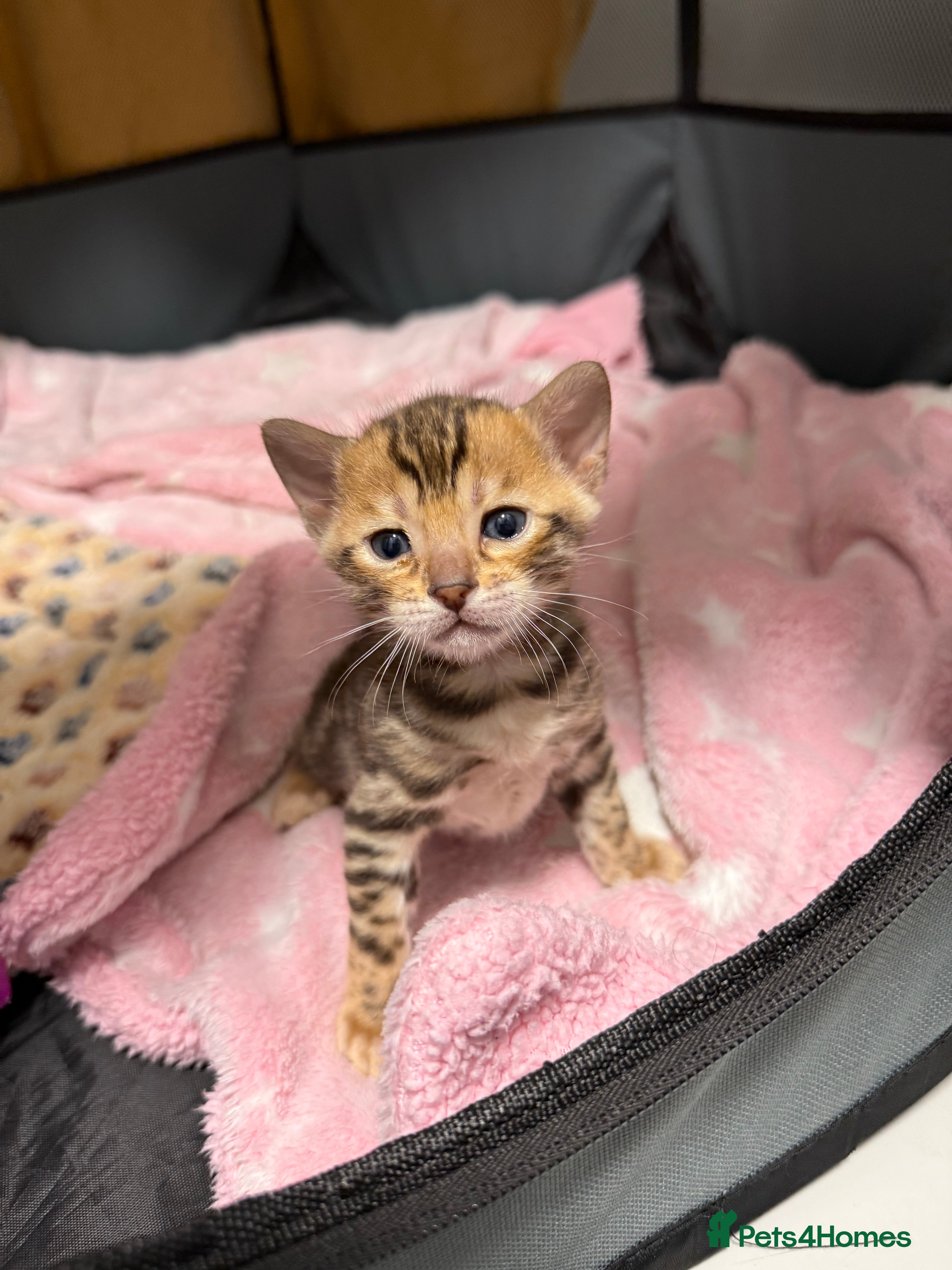 Bengal cats Pure Bengal Female kittens - Advert 6